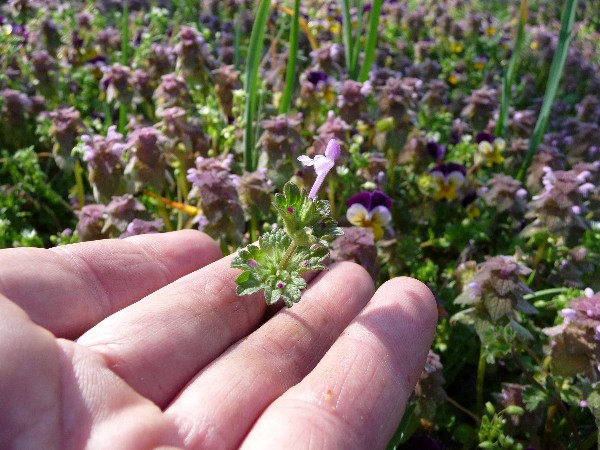 Web 2013-04-05 Organic Gardening Henbit.jpg